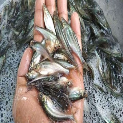 পোনা মাছ